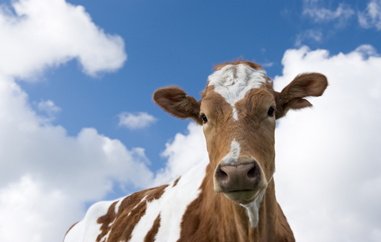 EMA julkaisi raportin eläinten mikrobilääkkeiden kulutuksesta Euroopassa